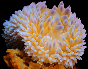 Gas Flame nudibranch shot in False Bay, Cape Town. by Charles Wright 
